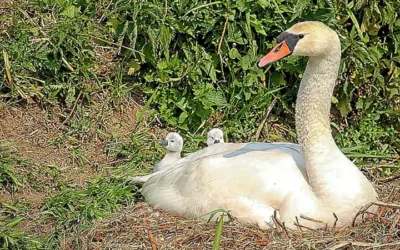 MonoBehaviour Bernhard Perner wechselt zu Kronospan